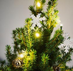 Peterborough Christmas Tree For Sale